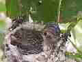 Allens Hummingbird Chick preening Cat.#V15230, 1920x1080 H.264/AVC/AVCHD(.MTS), 13 sec. at 30fps 