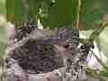 Allens Hummingbird Chick stretching preening Cat.#V15234, 1920x1080 H.264/AVC/AVCHD(.MTS), 38 sec. at 30fps 