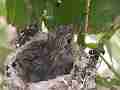 Allens Hummingbird Chick preening Cat.#V15235, 1920x1080 H.264/AVC/AVCHD(.MTS), 18 sec. at 30fps 