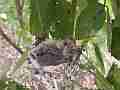 Allens Hummingbird Chick stretching preening wide angle Cat.#V15244, 1920x1080 H.264/AVC/AVCHD(.MTS), 35 sec. at 30fps 