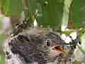 Allens Hummingbird Chick yawning licking Cat.#V15253, 1920x1080 H.264/AVC/AVCHD(.MTS), 20 sec. at 30fps 