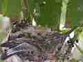 Allens Hummingbird Chick stretching Cat.#V15258, 1920x1080 H.264/AVC/AVCHD(.MTS), 12 sec. at 30fps 