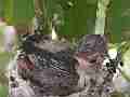Allens Hummingbird Chick preening Cat.#V15260, 1920x1080 H.264/AVC/AVCHD(.MTS), 17 sec. at 30fps 