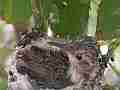 Allens Hummingbird Chick preening fly-in feeding fly-off Cat.#V15261, 1920x1080 H.264/AVC/AVCHD(.MTS), 41 sec. at 30fps 