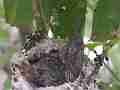 Allens Hummingbird Chick preening Cat.#V15263, 1920x1080 H.264/AVC/AVCHD(.MTS), 19 sec. at 30fps 