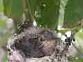 Allens Hummingbird Chick preening Cat.#V15266, 1920x1080 H.264/AVC/AVCHD(.MTS), 14 sec. at 30fps 