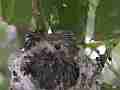 Allens Hummingbird Chick preening Cat.#V15269, 1920x1080 H.264/AVC/AVCHD(.MTS), 31 sec. at 30fps 