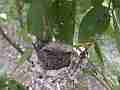Allens Hummingbird fly-in obscured feeding fly-off Cat.#V15273, 1920x1080 H.264/AVC/AVCHD(.MTS), 21 sec. at 30fps 