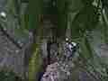 Allens Hummingbird Feeding overhead view and flyoff Cat.#V15278, 1920x1080 H.264/AVC/AVCHD(.MTS), 41 sec. at 30fps 