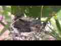 Allens Hummingbird Chick scratching preening Cat.#V15243, 1920x1080 H.264/AVC/AVCHD(.MTS), 35 sec. at 30fps 