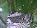 Allens Hummingbird Chick resting Cat.#V15297, 1920x1080 H.264/AVC/AVCHD(.MTS), 10 sec. at 30fps 