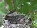 Allens Hummingbird Chick resting zoomed Cat.#V15302, 1920x1080 H.264/AVC/AVCHD(.MTS), 5 sec. at 30fps 