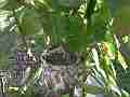 Allens Hummingbird Chick resting wide angle Cat.#V15305, 1920x1080 H.264/AVC/AVCHD(.MTS), 14 sec. at 30fps 