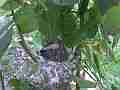 Allens Hummingbird Chick stretching preening Cat.#V15315, 1920x1080 H.264/AVC/AVCHD(.MTS), 17 sec. at 30fps 