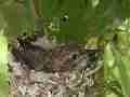 Allens Hummingbird Chick resting preening Cat.#V15322, 1920x1080 H.264/AVC/AVCHD(.MTS), 5 sec. at 30fps 