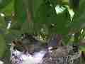Allens Hummingbird Chick scratching licking Cat.#V15331, 1920x1080 H.264/AVC/AVCHD(.MTS), 8 sec. at 30fps 