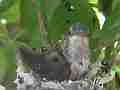 Allens Hummingbird Chick buzzing wings with zoom out Cat.#V15336, 1920x1080 H.264/AVC/AVCHD(.MTS), 30 sec. at 30fps 