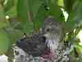 Allens Hummingbird Chick preening Cat.#V15338, 1920x1080 H.264/AVC/AVCHD(.MTS), 8 sec. at 30fps 