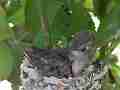 Allens Hummingbird Chick preening Cat.#V15344, 1920x1080 H.264/AVC/AVCHD(.MTS), 19 sec. at 30fps 
