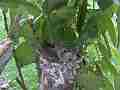 Allens Hummingbird Chick stretching fly-in feed flyoff Cat.#V15347, 1920x1080 H.264/AVC/AVCHD(.MTS), 22 sec. at 30fps 