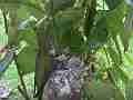Allens Hummingbird attempted feeding and flyoff Cat.#V15349, 1920x1080 H.264/AVC/AVCHD(.MTS), 8 sec. at 30fps 