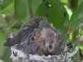Allens Hummingbird Chick stretching preening Cat.#V15351, 1920x1080 H.264/AVC/AVCHD(.MTS), 35 sec. at 30fps 