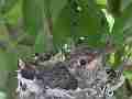 Allens Hummingbird Chick preening Cat.#V15353, 1920x1080 H.264/AVC/AVCHD(.MTS), 12 sec. at 30fps 