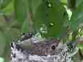 Allens Hummingbird Chick resting deep in nest Cat.#V15355, 1920x1080 H.264/AVC/AVCHD(.MTS), 6 sec. at 30fps 