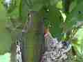 Allens Hummingbird fly-in feed flyoff Cat.#V15356, 1920x1080 H.264/AVC/AVCHD(.MTS), 21 sec. at 30fps 