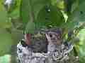 Allens Hummingbird Chick preening Cat.#V15359, 1920x1080 H.264/AVC/AVCHD(.MTS), 7 sec. at 30fps 