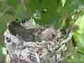 Allens Hummingbird Chick resting Cat.#V15361, 1920x1080 H.264/AVC/AVCHD(.MTS), 5 sec. at 30fps 