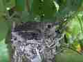 Allens Hummingbird Chick stretching Cat.#V15364, 1920x1080 H.264/AVC/AVCHD(.MTS), 15 sec. at 30fps 