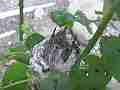 Allens Hummingbird Chick preening Cat.#V15371, 1920x1080 H.264/AVC/AVCHD(.MTS), 21 sec. at 30fps 