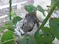 Allens Hummingbird Chick working on nest Cat.#V15372, 1920x1080 H.264/AVC/AVCHD(.MTS), 18 sec. at 30fps 