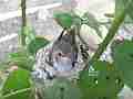 Allens Hummingbird Chick buzzing wings standing on nest Cat.#V15377, 1920x1080 H.264/AVC/AVCHD(.MTS), 32 sec. at 30fps 