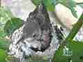 Allens Hummingbird Chick preening face blurry Cat.#V15378, 1920x1080 H.264/AVC/AVCHD(.MTS), 20 sec. at 30fps 