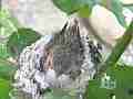 Allens Hummingbird Chick stretching Cat.#V15380, 1920x1080 H.264/AVC/AVCHD(.MTS), 10 sec. at 30fps 