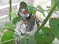 Allens Hummingbird nice fly-in feed and fly-off Cat.#V15382, 1920x1080 H.264/AVC/AVCHD(.MTS), 30 sec. at 30fps 