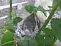 Allens Hummingbird Chick stretching pooping Cat.#V15383, 1920x1080 H.264/AVC/AVCHD(.MTS), 11 sec. at 30fps 