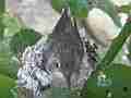 Allens Hummingbird Chick stomping in nest pooping Cat.#V15389, 1920x1080 H.264/AVC/AVCHD(.MTS), 20 sec. at 30fps 