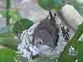 Allens Hummingbird Chick preening Cat.#V15393, 1920x1080 H.264/AVC/AVCHD(.MTS), 11 sec. at 30fps 