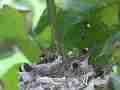 Allens Hummingbird Chick resting Cat.#V15395, 1920x1080 H.264/AVC/AVCHD(.MTS), 8 sec. at 30fps 