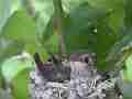 Allens Hummingbird Chick preening Cat.#V15401, 1920x1080 H.264/AVC/AVCHD(.MTS), 6 sec. at 30fps 
