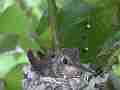 Allens Hummingbird Chick licking looking around Cat.#V15402, 1920x1080 H.264/AVC/AVCHD(.MTS), 12 sec. at 30fps 