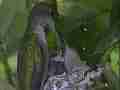 Allens Hummingbird feeding and fly-off Cat.#V15409, 1920x1080 H.264/AVC/AVCHD(.MTS), 4 sec. at 30fps 