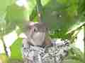 Allens Hummingbird chick buzzing wing standing on nest Cat.#V15445, 1920x1080 H.264/AVC/AVCHD(.MTS), 39 sec. at 30fps 