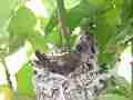 Allens Hummingbird chick preening Cat.#V15448, 1920x1080 H.264/AVC/AVCHD(.MTS), 37 sec. at 30fps 