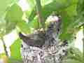 Allens Hummingbird chick preening and poking around nest Cat.#V15449, 1920x1080 H.264/AVC/AVCHD(.MTS), 33 sec. at 30fps 