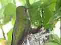 Allens Hummingbird Obscured feeding and fly-off Cat.#V15452, 1920x1080 H.264/AVC/AVCHD(.MTS), 19 sec. at 30fps 