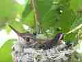 Allens Hummingbird chick resting scratching Cat.#V15454, 1920x1080 H.264/AVC/AVCHD(.MTS), 21 sec. at 30fps 